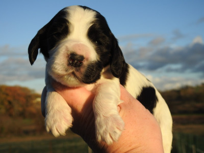 Les chiots de Cocker Spaniel Anglais