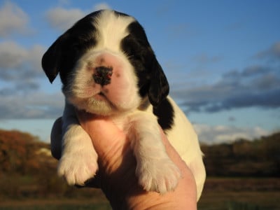 Les chiots de Cocker Spaniel Anglais