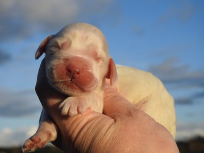 Les chiots de Cocker Spaniel Anglais