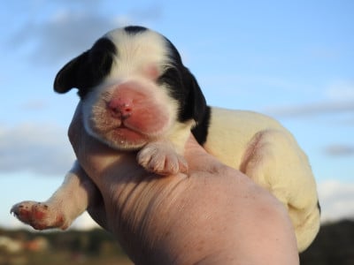 Les chiots de Cocker Spaniel Anglais