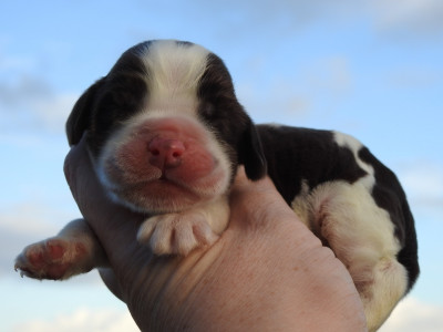 Les chiots de Cocker Spaniel Anglais