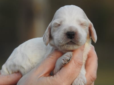 Les chiots de Cocker Spaniel Anglais
