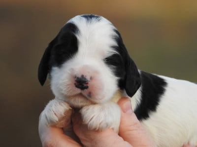 Les chiots de Cocker Spaniel Anglais