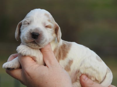 Les chiots de Cocker Spaniel Anglais