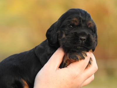 Les chiots de Cocker Spaniel Anglais
