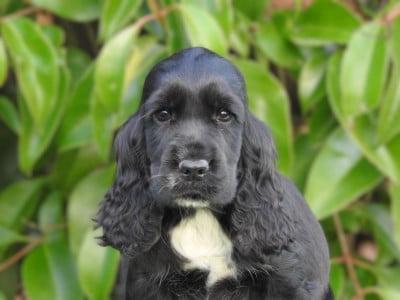 Les chiots de Cocker Spaniel Anglais