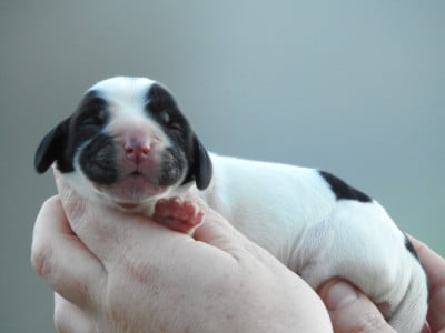 Femelle noire et blanche - Cocker Spaniel Anglais