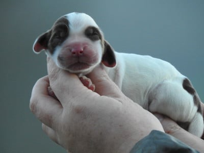 mâle chocolat et blanc - Cocker Spaniel Anglais