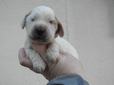 Les chiots de Cocker Spaniel Anglais