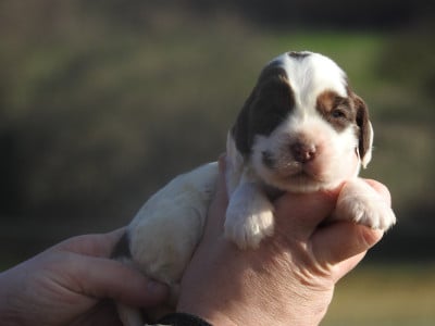 Les chiots de Cocker Spaniel Anglais