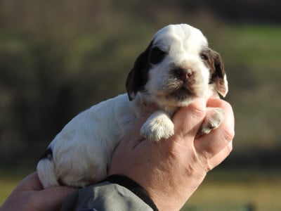 Les chiots de Cocker Spaniel Anglais