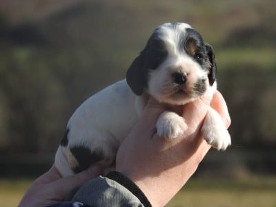 Les chiots de Cocker Spaniel Anglais