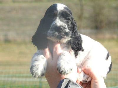 Les chiots de Cocker Spaniel Anglais