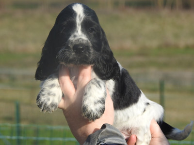 Les chiots de Cocker Spaniel Anglais