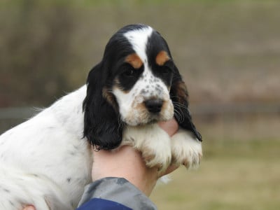 Les chiots de Cocker Spaniel Anglais