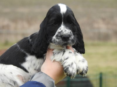 Les chiots de Cocker Spaniel Anglais