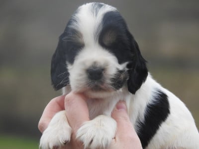 Les chiots de Cocker Spaniel Anglais