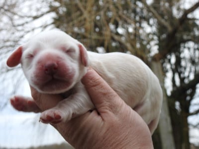 Les chiots de Cocker Spaniel Anglais