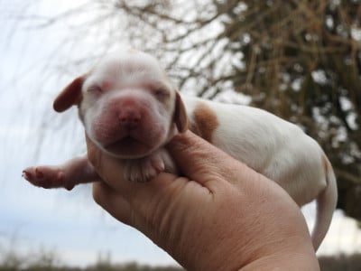 Les chiots de Cocker Spaniel Anglais