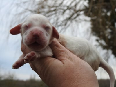 Les chiots de Cocker Spaniel Anglais