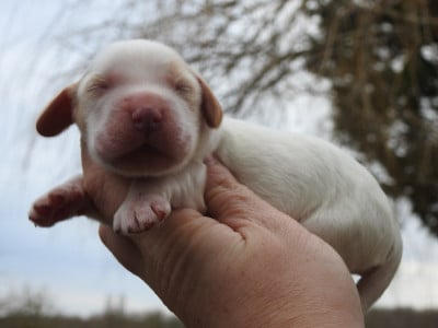 Les chiots de Cocker Spaniel Anglais