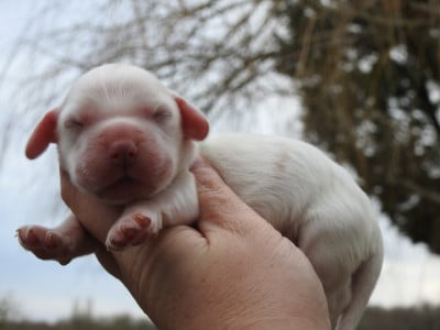 Les chiots de Cocker Spaniel Anglais