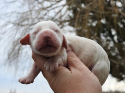 Les chiots de Cocker Spaniel Anglais