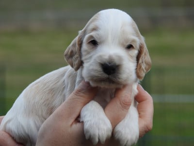 Les chiots de Cocker Spaniel Anglais