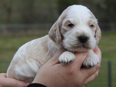 Les chiots de Cocker Spaniel Anglais