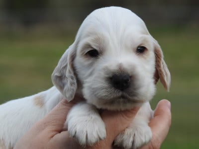 Les chiots de Cocker Spaniel Anglais