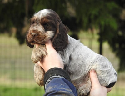 Les chiots de Cocker Spaniel Anglais