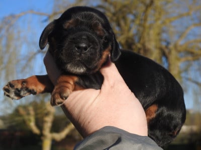 Les chiots de Cocker Spaniel Anglais