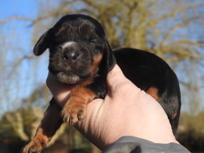 Les chiots de Cocker Spaniel Anglais