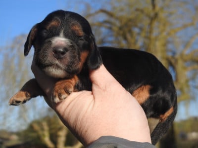 Les chiots de Cocker Spaniel Anglais