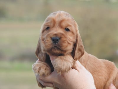 Les chiots de Cocker Spaniel Anglais