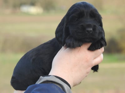 Les chiots de Cocker Spaniel Anglais