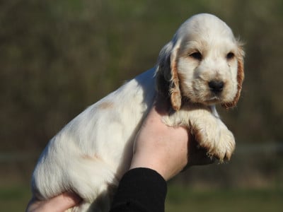 Les chiots de Cocker Spaniel Anglais