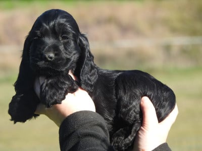 Les chiots de Cocker Spaniel Anglais