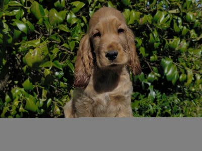 Les chiots de Cocker Spaniel Anglais