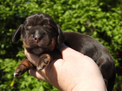 Les chiots de Cocker Spaniel Anglais