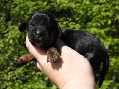 Les chiots de Cocker Spaniel Anglais