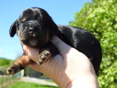 Les chiots de Cocker Spaniel Anglais