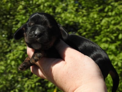 Les chiots de Cocker Spaniel Anglais