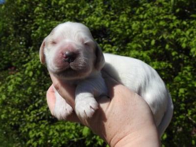 Les chiots de Cocker Spaniel Anglais