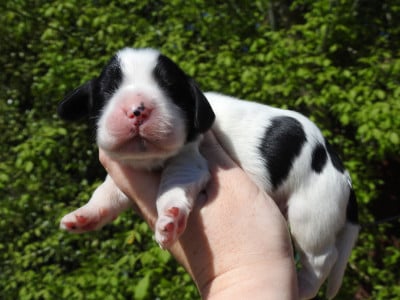 Les chiots de Cocker Spaniel Anglais
