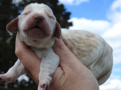 Les chiots de Cocker Spaniel Anglais