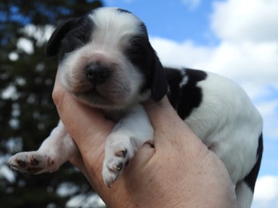Les chiots de Cocker Spaniel Anglais