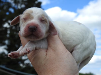 Les chiots de Cocker Spaniel Anglais