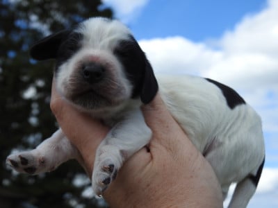 Les chiots de Cocker Spaniel Anglais