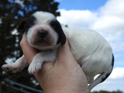 Les chiots de Cocker Spaniel Anglais